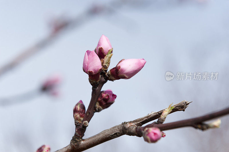 杏仁步 [普鲁努斯杜丽丝]